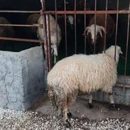 توقلی ماده چاق خمیر کیلویی 560