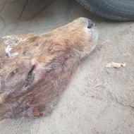 کله گوساله. .