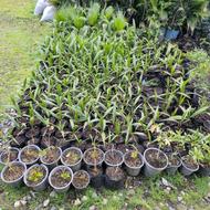 نهال پالم واشنگتن