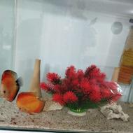 آکواریوم ریملس با یه جفت دیسکس فوجی رد با سابقه تخم ریزی
