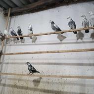 10تا کبوتر پرشی