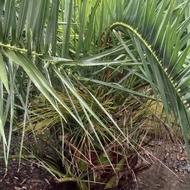 فینیکس 25 ساله زمینی