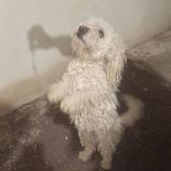 واگذار پا کوتاه نر و خیلی خوشگل و بامزه و حرف شنو ب