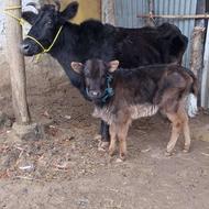 گاو محلی با گوساله ماده