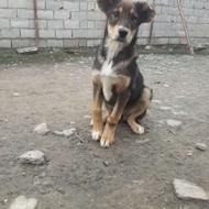 واگذاری سگ پژدر ماده