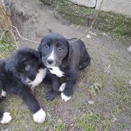 واگذاری 7عدد توله قهدر جونی باماده محلی گیرا .نژاد دار