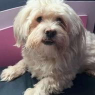 واگذاری سگ شیتزو کراس