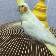 عروس هلندی .