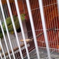 ملنگو مولد کارداده تضمینی