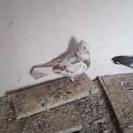 کبوتر پرشی به شرط