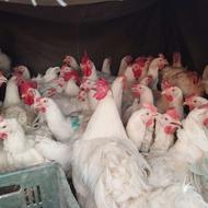 مرغ مادر تخم گذار جوان