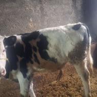 فروش 2 رأس گوساله نر