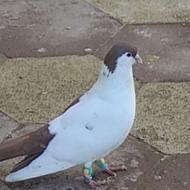 سلام جوفت 1500