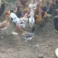 مرغ محلی لری