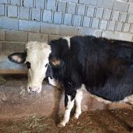 فروش گاو سیمینتال