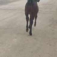 کره اسب ماده پنج ماه