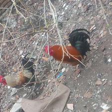 خروس محلی سالم