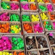 جوجه رنگی ..