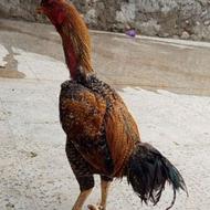 مرغ و خروس لاری.