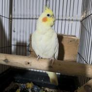 عروس هلندی ماده با تمام لوازم