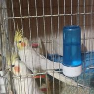 عروس هلندی جفت