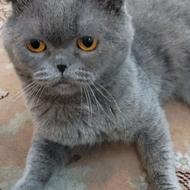 گربه اسکاتیش دبل فولد نر مولد