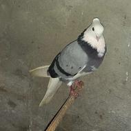 کبوتر شازده