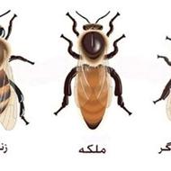 آموزش زنبورداری