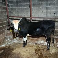 فروش ورزا کوله