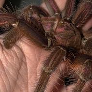 خزنده خاص تراریوم