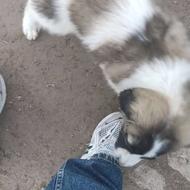 واگذاری توله سگ سرابی