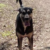 سگ پژدرنر2سال