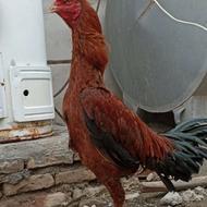 لاری مست مست نصل دار هر خروسی داری