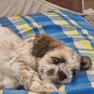 واگذاری سگ شیتزو نر