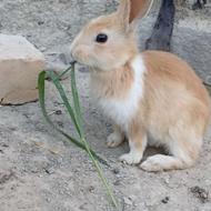 فروش چند جفت خرگوش بسیار بانمک و سالم