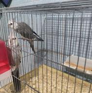 طوطی وایتفیس