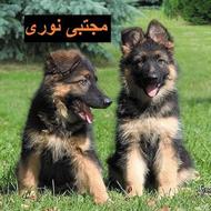 واگذاری ژرمن مو کوتاه و بلند خرید توله ژرمن اصل