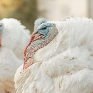 فروش بوقلمون عمده وتکی