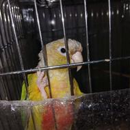 پرنده گیرینچیک بالغ سخنگو