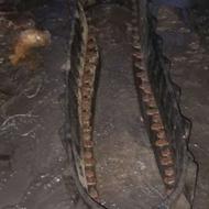 محصول 52 دنده شنی کمپانی