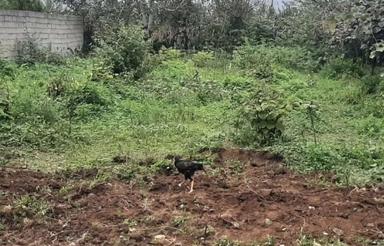 خریدار زمین مسکونی.