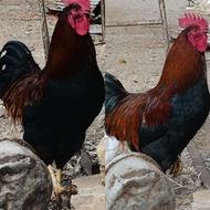 خروس محلی سیاه درشت