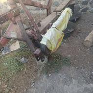 فروش یک دستگاه علف چین ترکیه 165