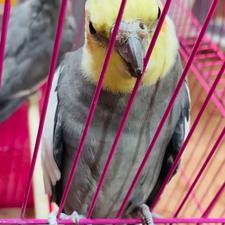 عروس هلندی نر ‌ماده