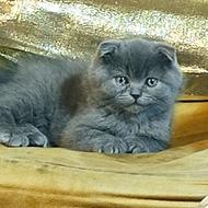 دنیای گربه های اسکاتیش و برتیش