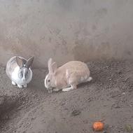 یک جفت خرگوش