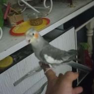 پرنده عروس هلندی