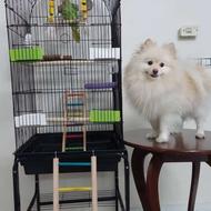 قفس عروس هلندی