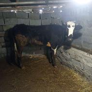 گوساله دو وقت