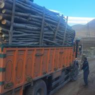 خرید چوب ودرخت